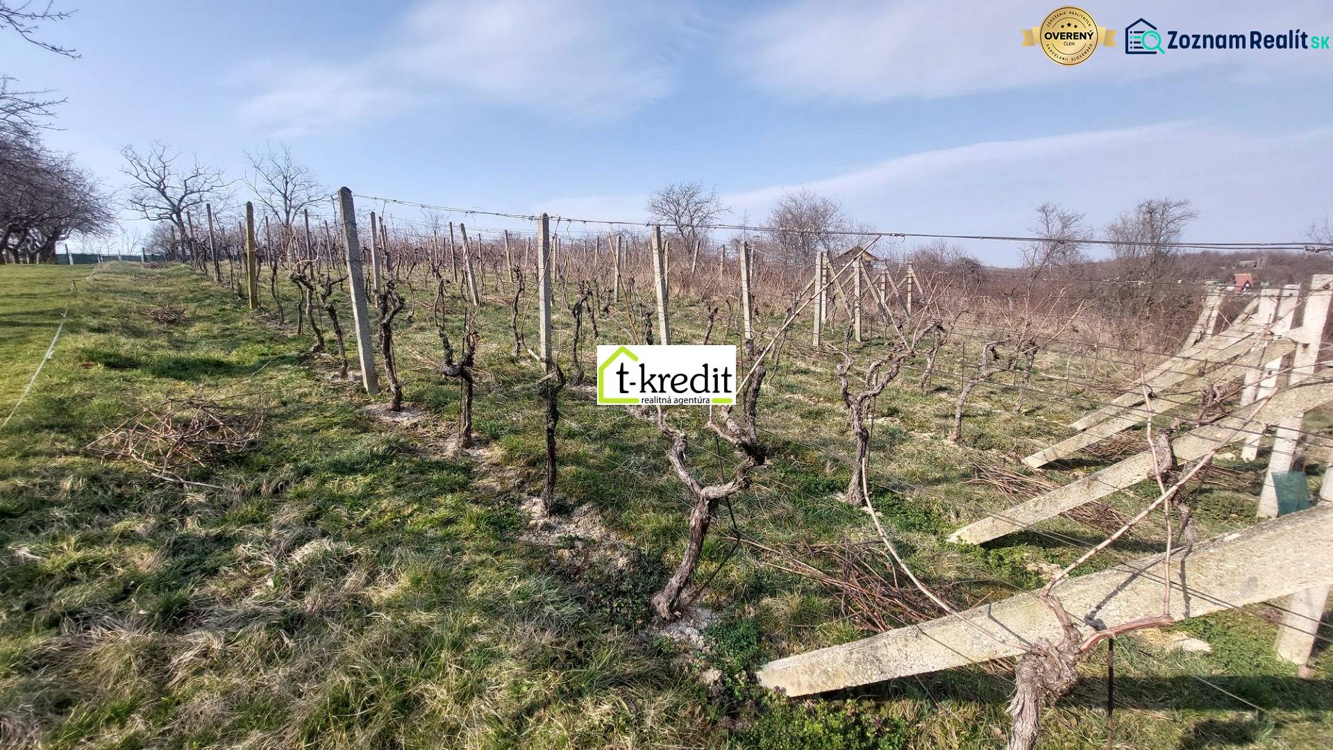 Vinice ve Zlatých Moravcích s vinnou révou pod modrou oblohou a stromy v pozadí.