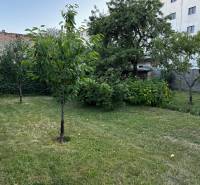 Zahrada s ovocnými stromy u rodinného domu v Lučenci.