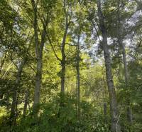 Les v oblasti Veľké Blahovo obklopuje stromy a bujnou vegetací.