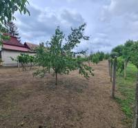 Zahrada v Moči s ovocnými stromy, budovy v pozadí a zamračenou oblohou.