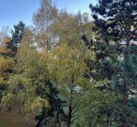 Zeleň na ulici Hviezdoslavova v Senici obklopuje 2-pokojový byt, přírodní atmosféra.