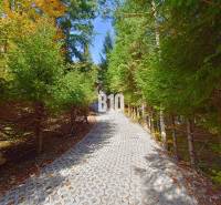 Lesní cesta vedoucí k chatě v Terchové, lemovaná hustými jehličnatými stromy.