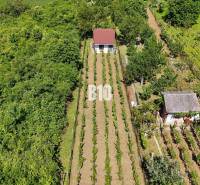 Vinice v Nitře se dvěma domky obklopené bohatou zelení a pravidelnými řadami vinic.