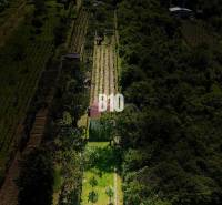 Vinice u Nitry obklopené zelení s malou budovou na pozemku.