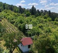 Vinice v okolí Nitry obklopené zelenými lesy a malou zahradní chatkou.