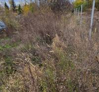 Pozemek v Tvrdošovcích vhodný k bydlení s přírodní vegetací a stromy.