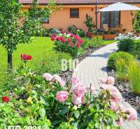 Zahrada rodinného domu v Bílkových Humencích s růžovými pivoňkami a chodníkem.