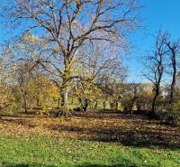Stromy a listí na zahradě rodinného domu na Okružní ulici v Zemplínské Teplici.