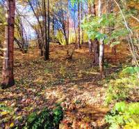 Podzimní lesní pohled v okolí Chaty v Bystrej na Táľoch.