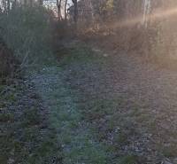 Příjezdová cesta k chatě v Suché nad Parnou obklopená stromy a keři.