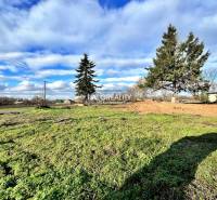 Travnatý pozemek s jehličnatými stromy v Ondřejovicích, ideální pro bydlení.