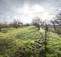 Zahrada u rodinného domu v Lúčnici nad Žitavou se stromy a travnatým porostem.