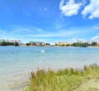 Velké jezero s labutí, pozadí tvoří paneláky Bratislava - Petržalka na Antolské.