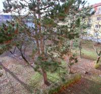 Zahrada za budovou s jehličnatými stromy v Bratislavě - Rači na Kadnárově ulici.