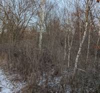 Zasněžené zimní zahrady v Košicích - městské části Šaca s břízou.