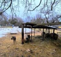 Pozemky - bydlení na Mierové ulici v Krásnohorské Podhradí se psem a ovcemi pod přístřeškem.