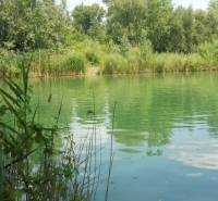 Zelené jezero obklopené vegetací v Bratislavě - Ružinově na Studené u chaty.