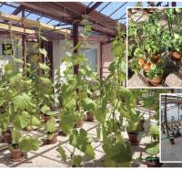 Skleník plný pěstovaných rostlin a rajčat v rodinném domě.