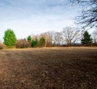 Pozemky - komerční v Stupavě, ulice Stupava. Zasněžené stromy na rozlehlé louce.