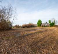 Pozemky - komerční v Stupavě na ulici Stupava, zarostlé stromy a trávou.