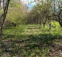 Zahrada s trávou a stromy v blízkosti rodinných domů v Horních Salibách.