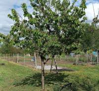 Strom v zahradě rodinného domu v Horních Salibách s sekačkou na trávníku.