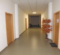 Chodba s umělým stromečkem a dřevěnými dveřmi v kancelářích.