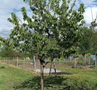Ovocný strom v zahradě u rodinného domu na ulici Salibská v Horních Salibách.