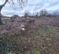 Pozemky - bydlení v Martovcích se stromy, dřevěnou chatkou a převážně neupravenou vegetací.