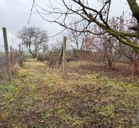 Zahrada u rodinného domu ve Zlatné na Ostrově s ovocnými stromy a oplocením.
