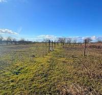 Pozemek u rodinného domu v Iži s ovocnými stromy a vinicí během slunečného dne.