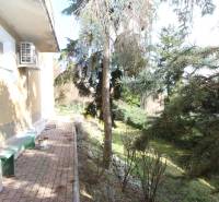 Zahrada u domu v Bratislavě - Starém Městě na Lichardově ulici s jehličnatými stromy.