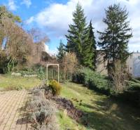 Zahrada u domu s jehličnany na ulici Lichardova v Bratislavě - Starém Městě.