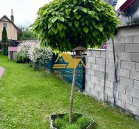 Na zahradě chaty v Nových Zámcích je okrasný strom s hustou korunou.