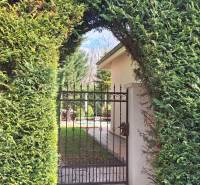 Živý plot s brankou v rodinném domě v Komárně, vede do zahrady.