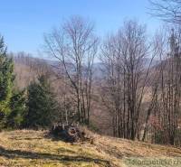 Podzimní příroda v Zahradách Nové Baně s viditelnými jehličnany a travnatým porostem.