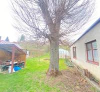 Zahrada u rodinného domu na ulici Turá lúka v Myjavě s velkým stromem.