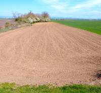 Oranžové pole v zahradách Ondřejovic obklopené přírodou a modrou oblohou.