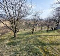 Vinice ve Zlatých Moravcích s výhledem, stromy a travnatý pozemek.