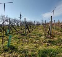 Vinice ve Zlatých Moravcích s řadami vinné révy pod modrou oblohou.