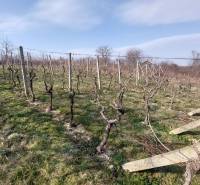 Vinice ve Zlatých Moravcích s vinnou révou pod modrou oblohou a stromy v pozadí.