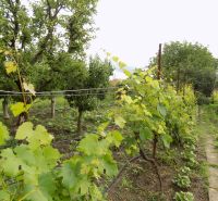 Vinice a stromy v zahradě rodinného domu na ulici Strekov ve Strekově.