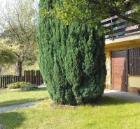 Před chatou v Bratislavě - Karlově Vsi je upravená zahrada s vysokým keřem.
