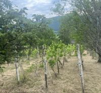Vinice v malebné krajině Jablonova nad Turňou obklopené zelení a kopci.