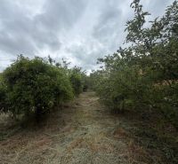 Ovocnářská zahrada v Jarovcích (Pozemky - bydlení), pokrytá posekanou trávou pod zamračenou oblohou.