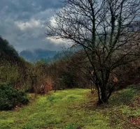 Zelená louka s holým stromem v zemědělských a lesních pozemcích Závady, pod zamračenou oblohou.