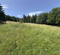 Zelená louka obklopená stromy v přírodě, Stará Ľubovňa, Zvláštní nemovitosti.