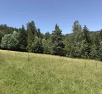 Les ve Staré Ľubovni obklopený loukou, ideální pro milovníky zvláštních nemovitostí.