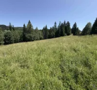 Zeleň na louce obklopená lesem v okolí Staré Ľubovně, Zvláštní nemovitosti.