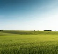 Zelená pole a jemné kopce v zemědělských a lesních pozemcích u Medzan.